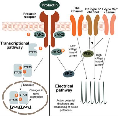 The Prolactin Family of Hormones as Regulators of Maternal Mood and Behavior